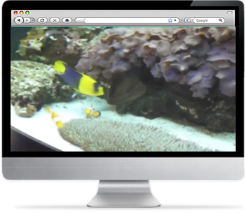 Real Life Finding Nemo Fishtank Screensaver screenshot