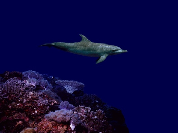 SeaLife Screen Saver screenshot