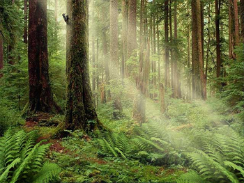 Serenity Forest Screensaver screenshot 3
