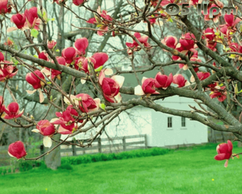 Spring Bloom Free Screensaver screenshot