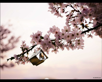 Spring Blossoms screenshot