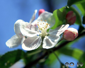 Spring Flourish Free Screensaver screenshot