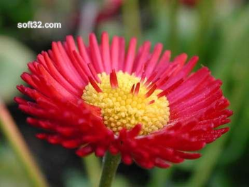 Spring Flowers Screen Saver screenshot 2