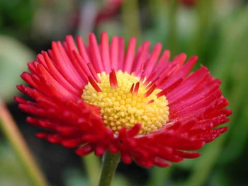 Spring Flowers Screen Saver screenshot 3
