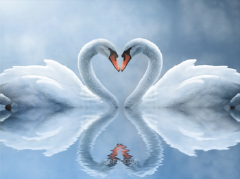 Swan Love Screensaver screenshot