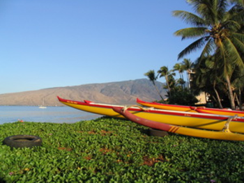 Things To Do In Maui screenshot