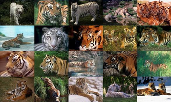 Tigers Photo Screensaver screenshot