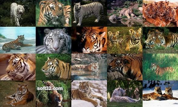 Tigers Photo Screensaver screenshot 2