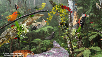 Tropical Rain Forest screenshot