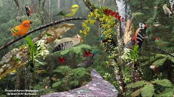 Tropical Rain Forest screenshot 2