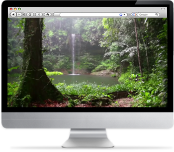 Tropical Rainforest Screensaver screenshot 2