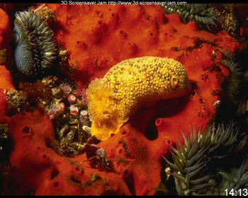 Underwater World Screensaver screenshot