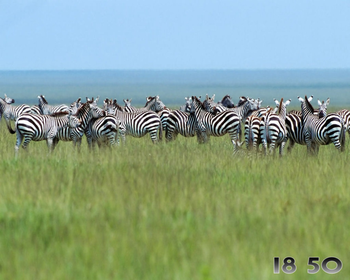 Zebras Free Screensaver screenshot