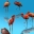 3D Flamingos icon