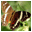 Altarsoft Photo Editor icon