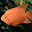 Aquarium Life Screensaver icon
