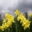 Beautiful Spring Flowers in Bloom Screensaver 1