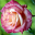 Bouquets and Blossoms Slide Show icon