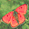 Butterflies Screensaver volume 2 icon