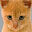 Cat Name Generator icon