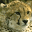 Cheetah icon