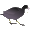 Coot 0.8