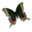 Desktop Butterflies 3D Screensaver 1