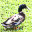 Ducks of Appalachia Screensaver 1