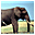 ElephantHunt icon