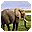 Elephants Free Screensaver 2