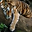 Finaquant Protos icon