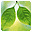 Green Foliage Free Screensaver 2