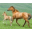 Horses Windows 7 Theme 1