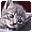 Kittens Free Screensaver icon