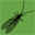Lacewing icon