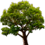 Lake Tree 3D Screensaver icon