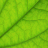 LeafBoy icon