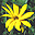 Magic Flowers Screensaver icon