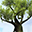 Magic Tree 3D Screensaver 1.02