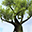 Magic Tree 3D Screensaver icon