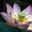 MB Arudha Lagna icon