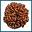 MB Rudraksha Numerology 1