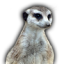 Meerkat icon
