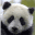Panda Cam 1