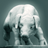 TinyTrader icon