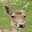 Wildwood Screensaver icon