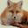 XML Editor XMLFox icon