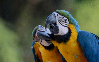 Blue And Yellow Macaw screenshot 11