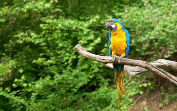 Blue And Yellow Macaw screenshot 13