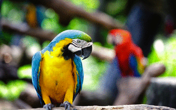 Blue And Yellow Macaw screenshot 14